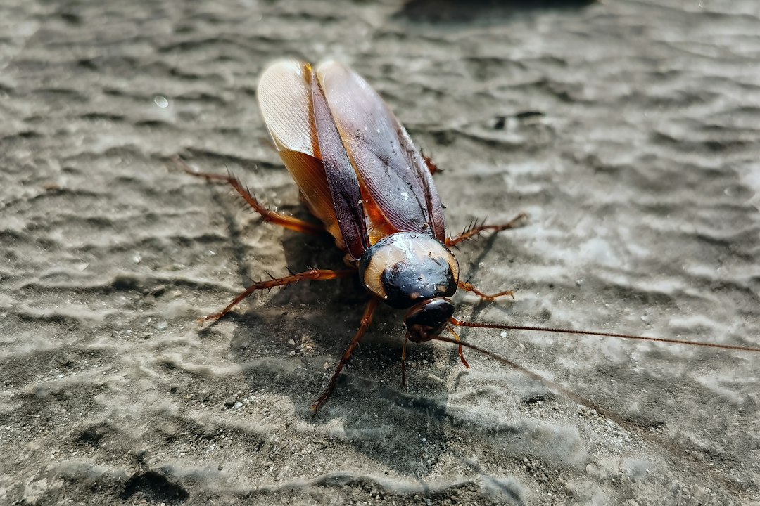 Close-up of a cockroach, a common household pest in Saudi Arabia