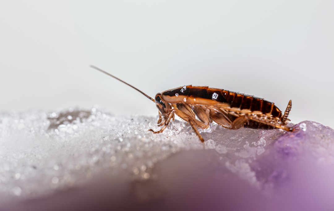10 Signs of a Cockroach Infestation in Your Saudi Home