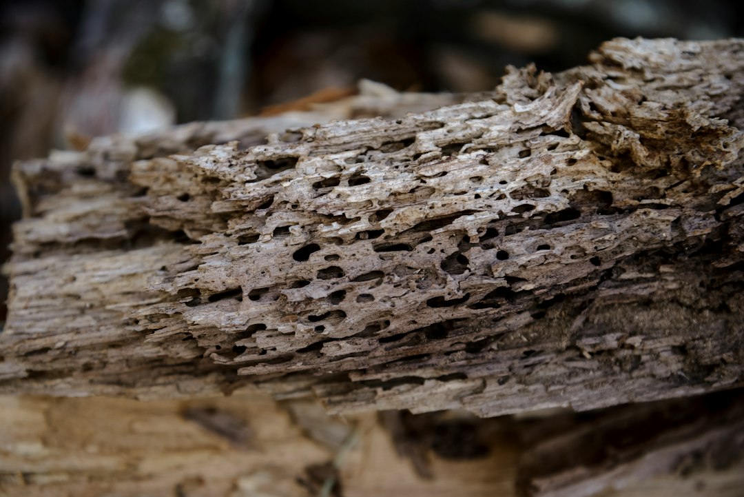 Close-up of insect-damaged wood that should be professionally inspected
