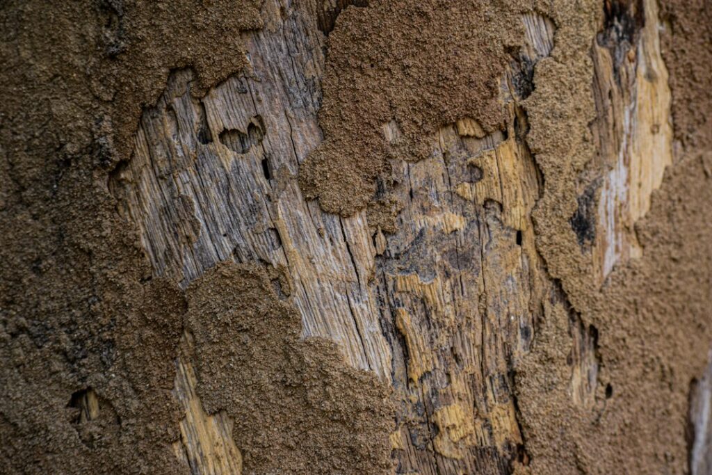 Close-up of wood damage associated with termite activity